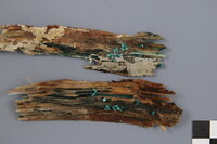 Chlorociboria aeruginascens image